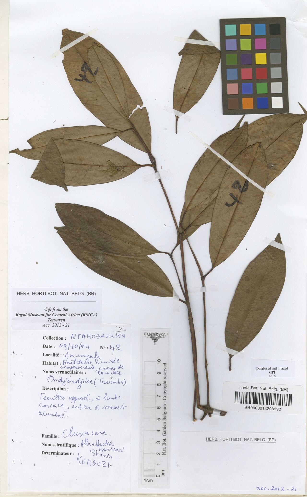 Allanblackia marienii — related species from the same genus