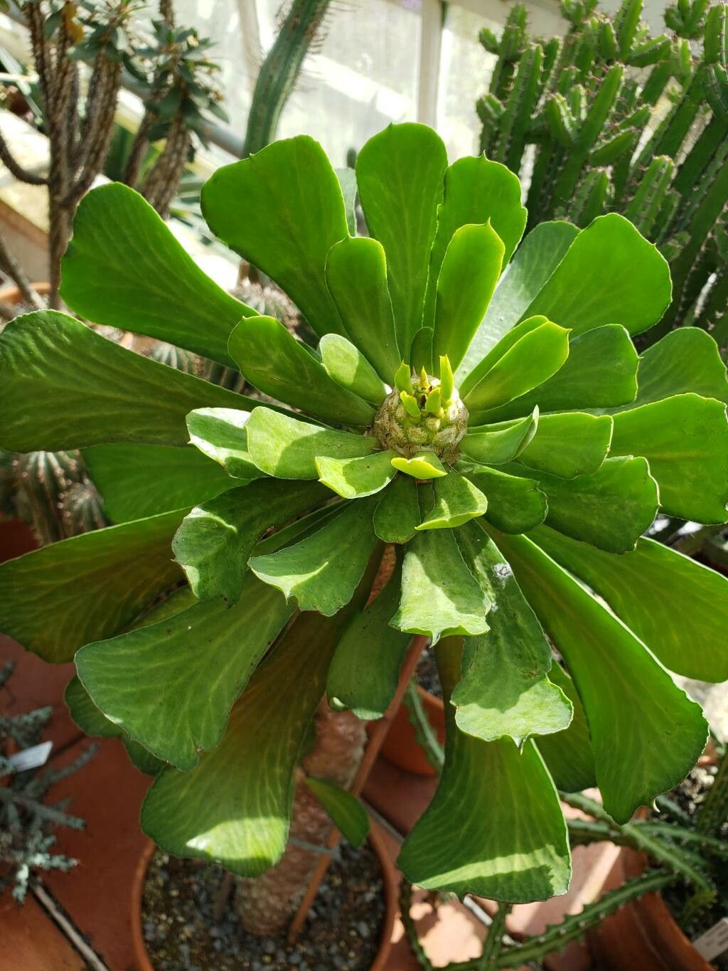 Euphorbia venefica — houseplant care guide