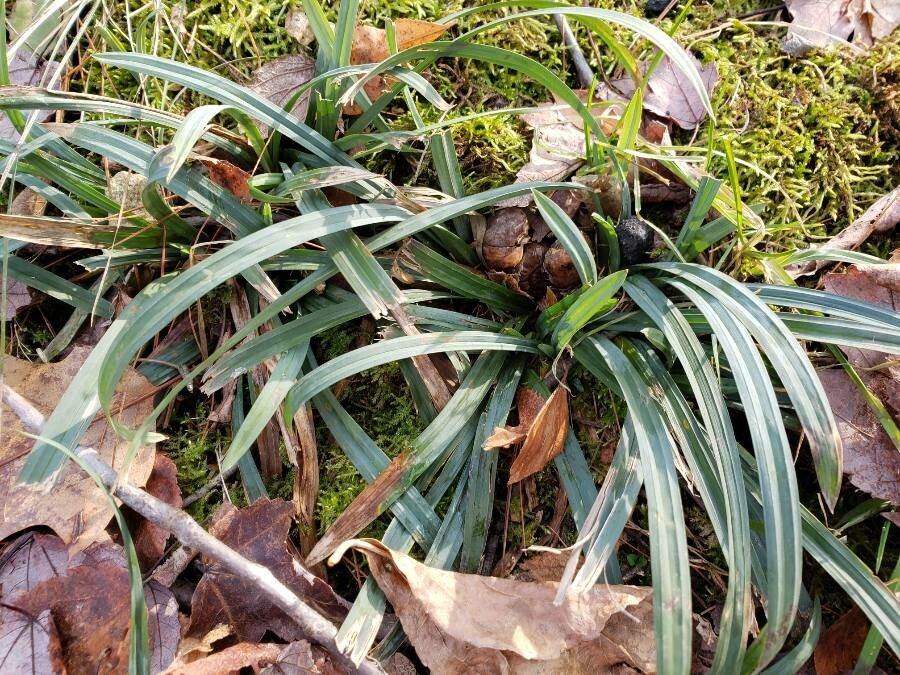 Carex flaccosperma habit