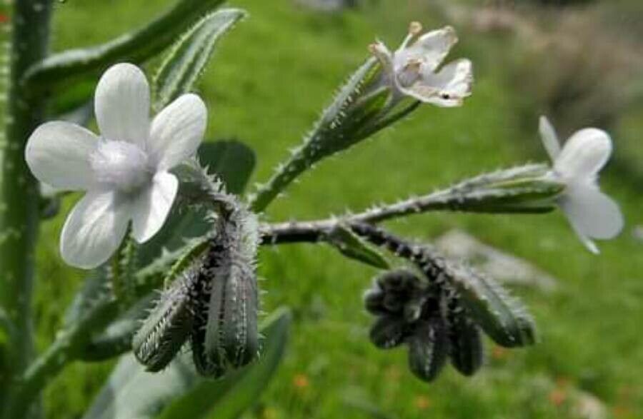 Anchusa strigosa flower