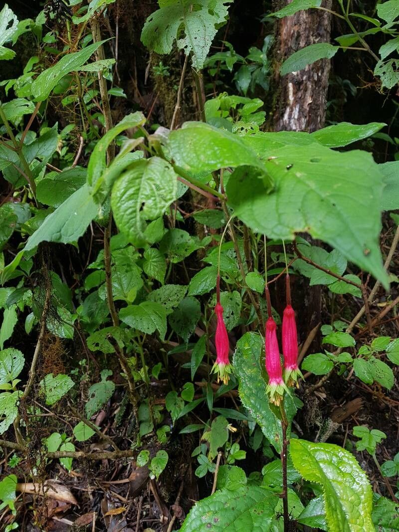 Fuchsia splendens — search result for 'Fuchsia'