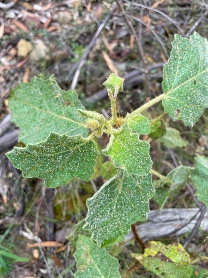 Solanum anguivi — houseplant care guide