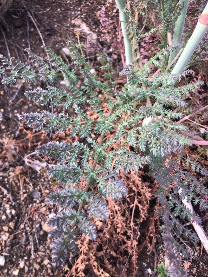 Thapsia gummifera — related species from the same genus