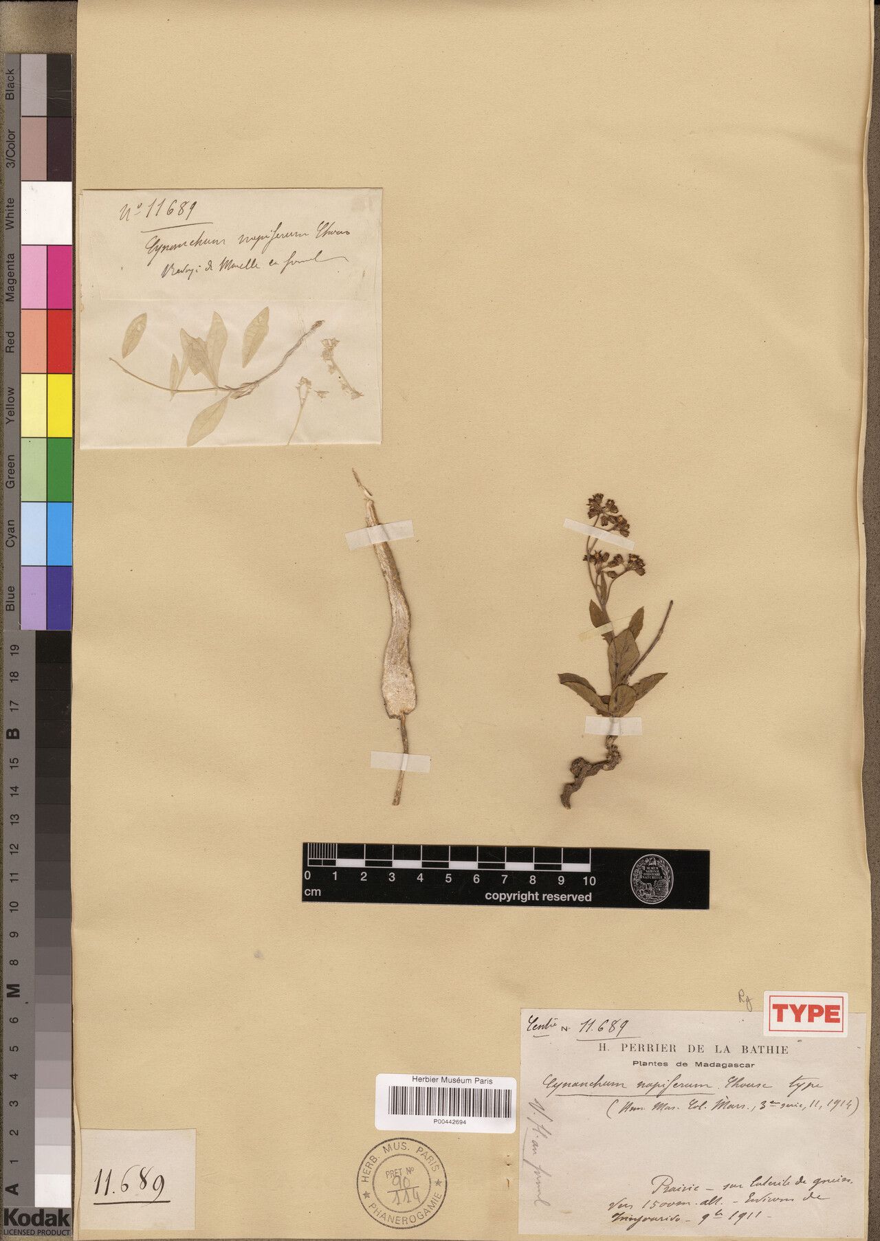 Cynanchum napiferum — houseplant care guide