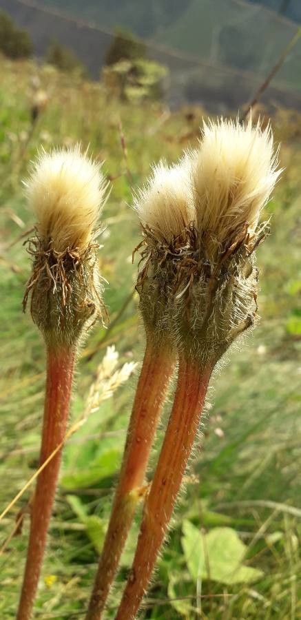 Hypochaeris uniflora fruit