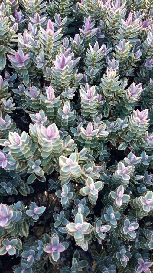 Hebe macrocarpa — search result for 'Hebe'