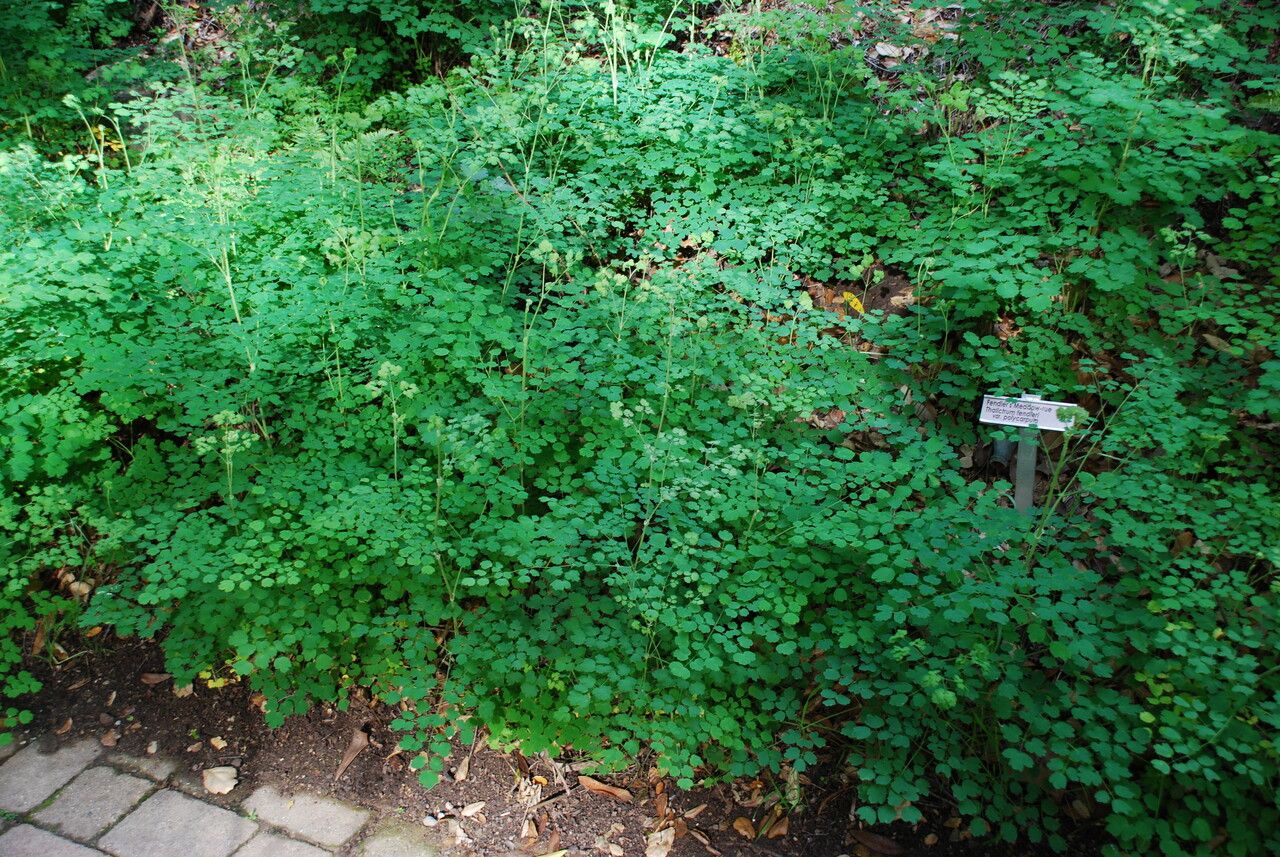 Thalictrum fendleri habit