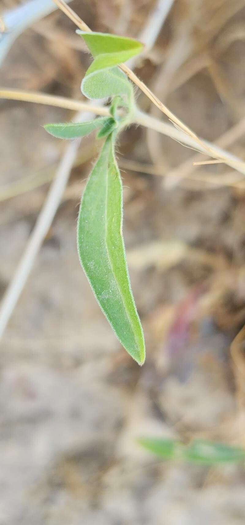 Lomelosia palaestina — search result for 'Lomelosia'