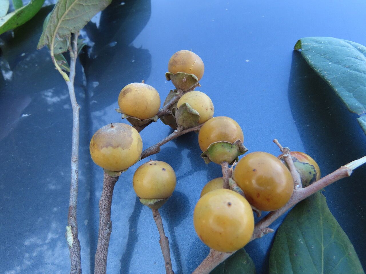 Diospyros salicifolia fruit
