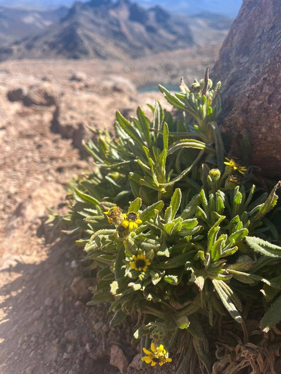 Senecio keniophytum habit