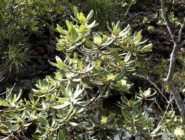 Xanthostemon laurinus habit