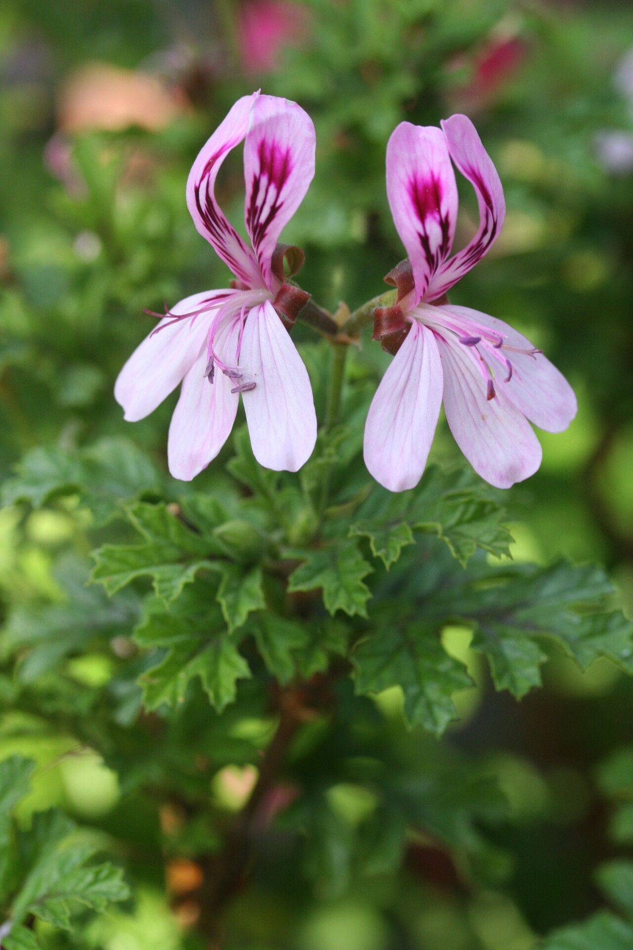 Pelargonium pseudoglutinosum flower