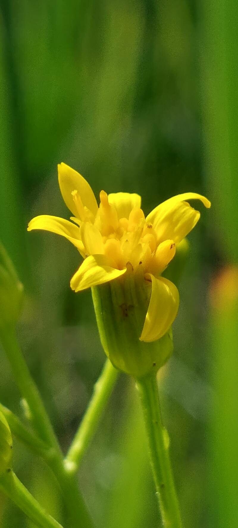 Senecio fontanicola flower