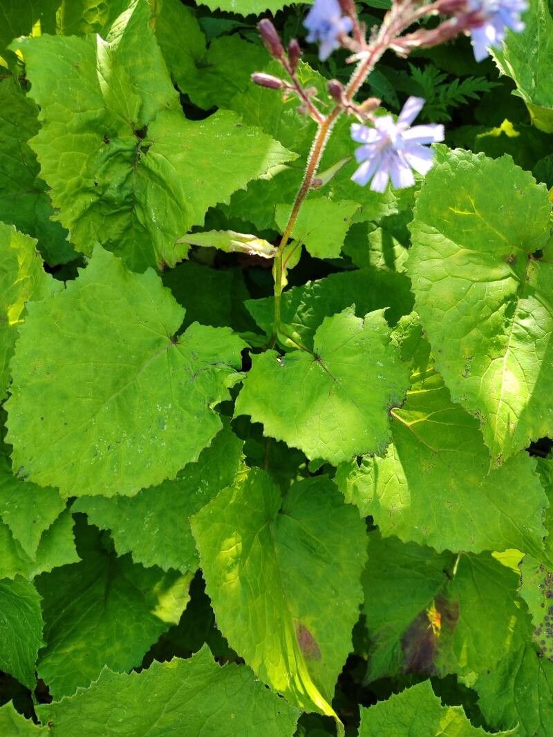 Prenanthes petiolata — related species from the same genus