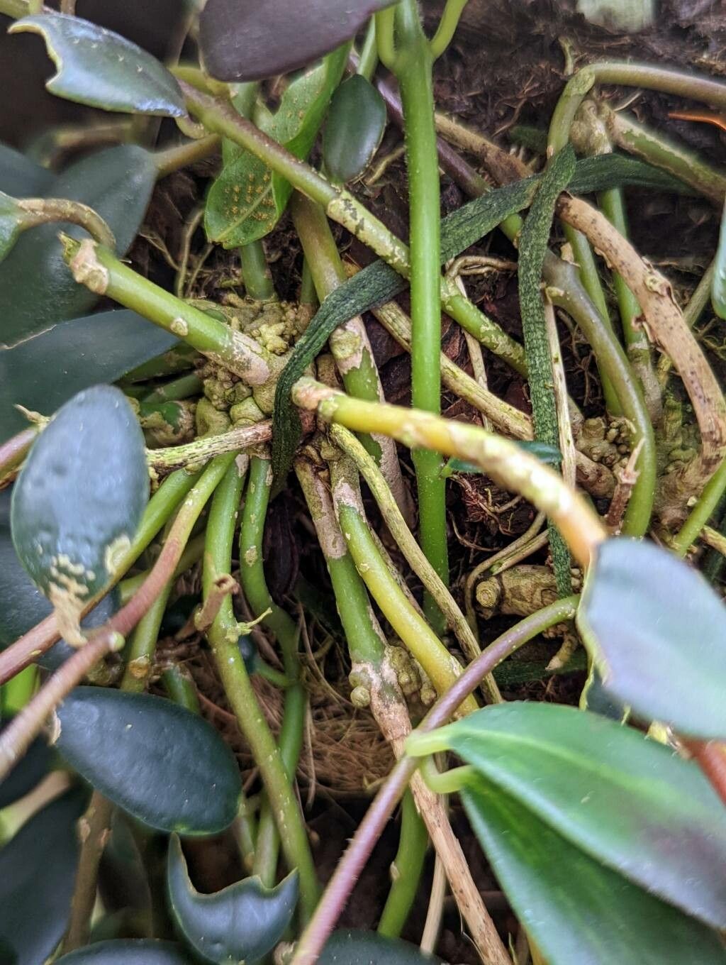 Aeschynanthus micranthus bark