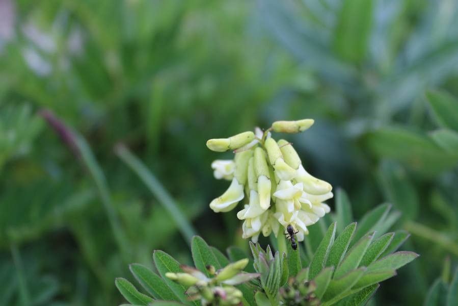 Astragalus frigidus flower