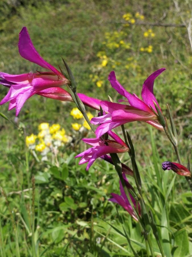 Gladiolus illyricus flower