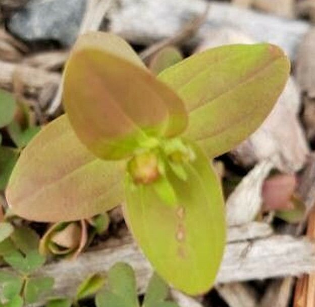 Hypericum mutilum leaf