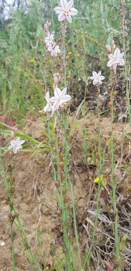 Asphodelus tenuifolius fruit