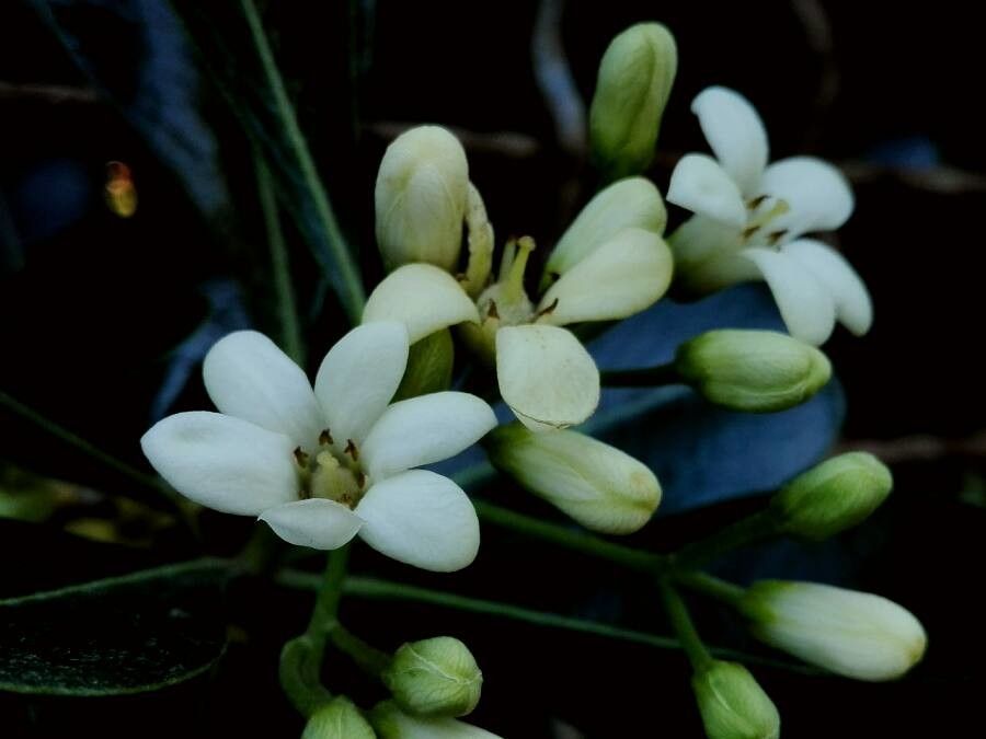 Pittosporum pronyense flower