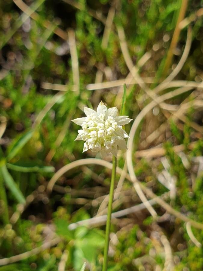 Astrantia minor flower