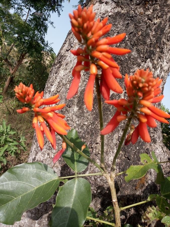 Erythrina senegalensis leaf