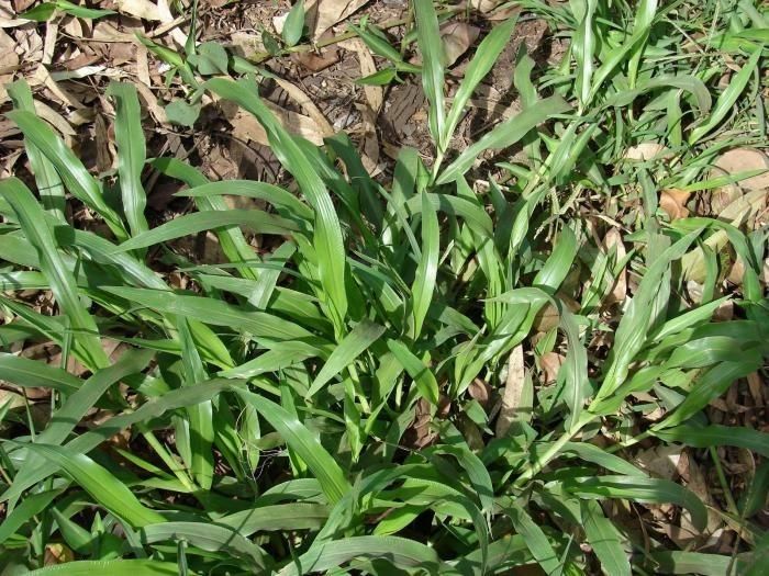 Paspalum fimbriatum habit