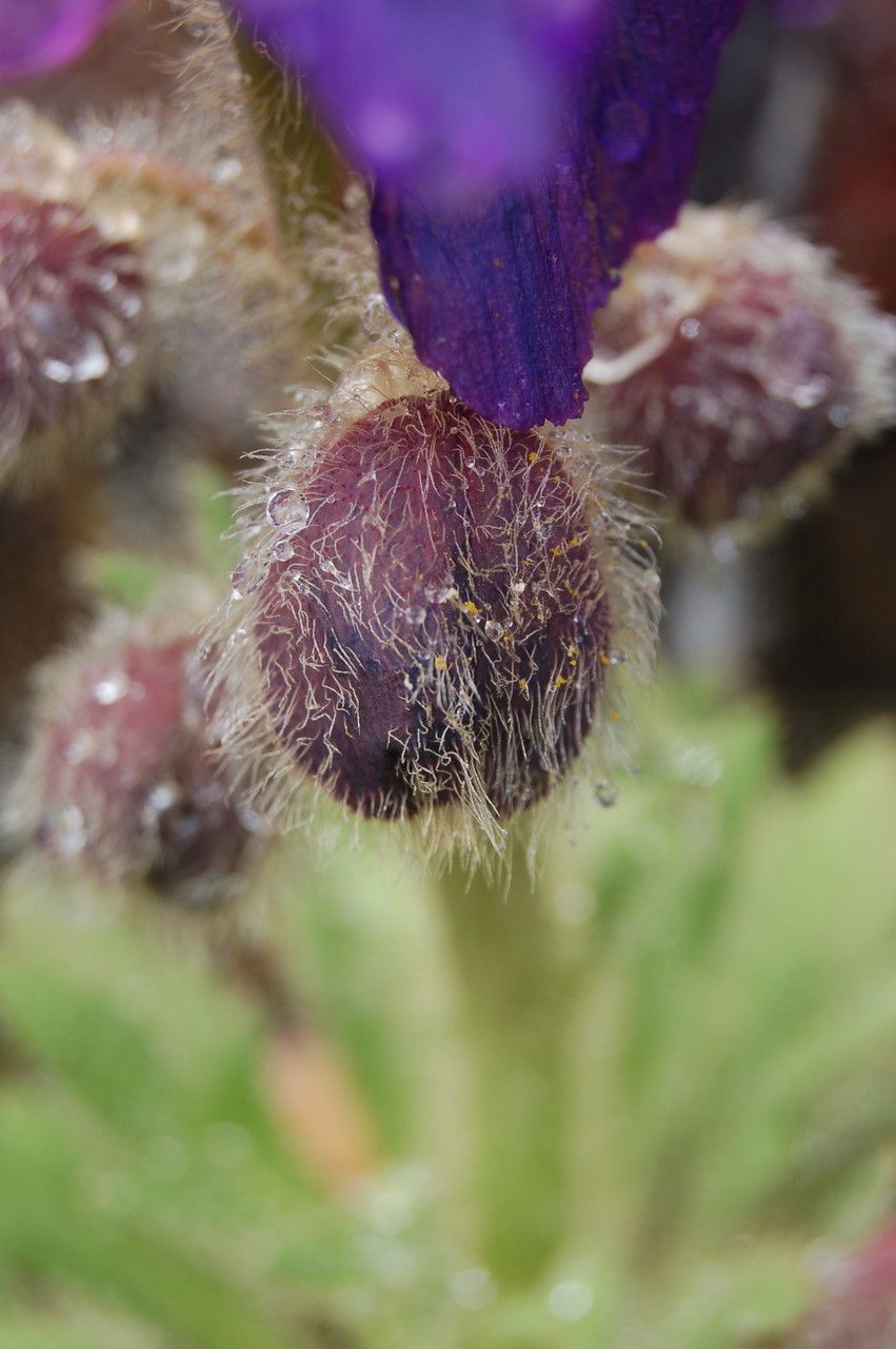 Meconopsis bhutanica other