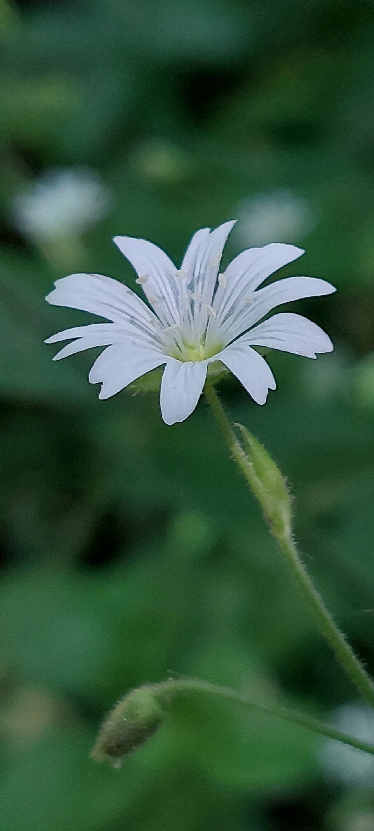 Cerastium sylvaticum flower