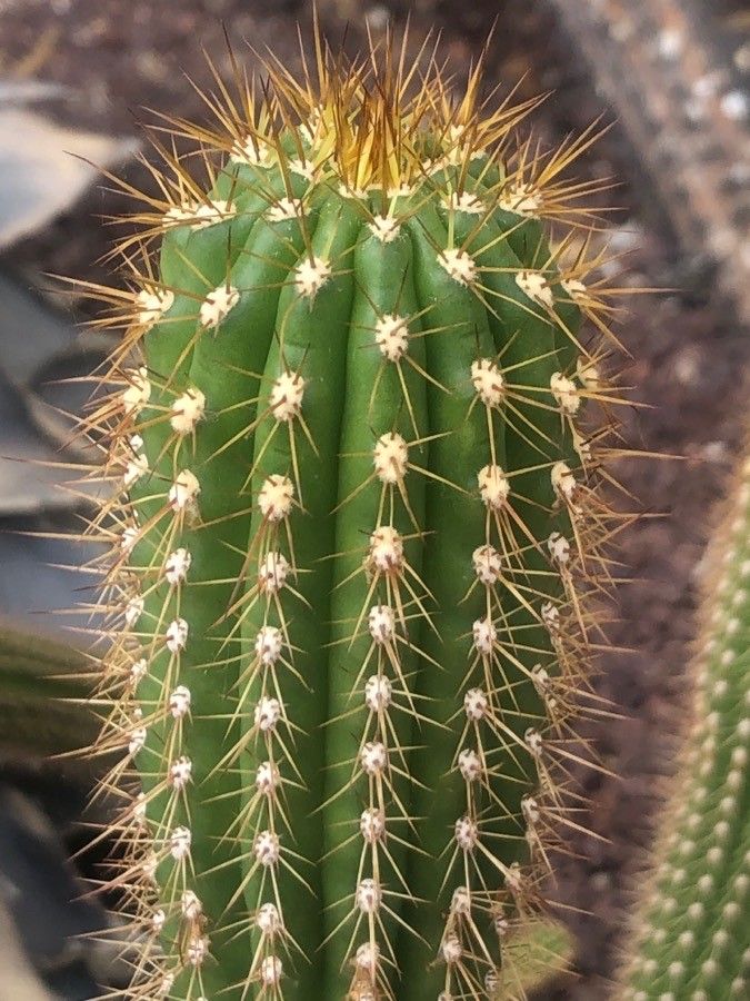 Echinopsis spachiana leaf