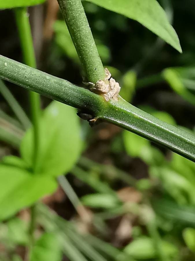 Jasminum beesianum bark