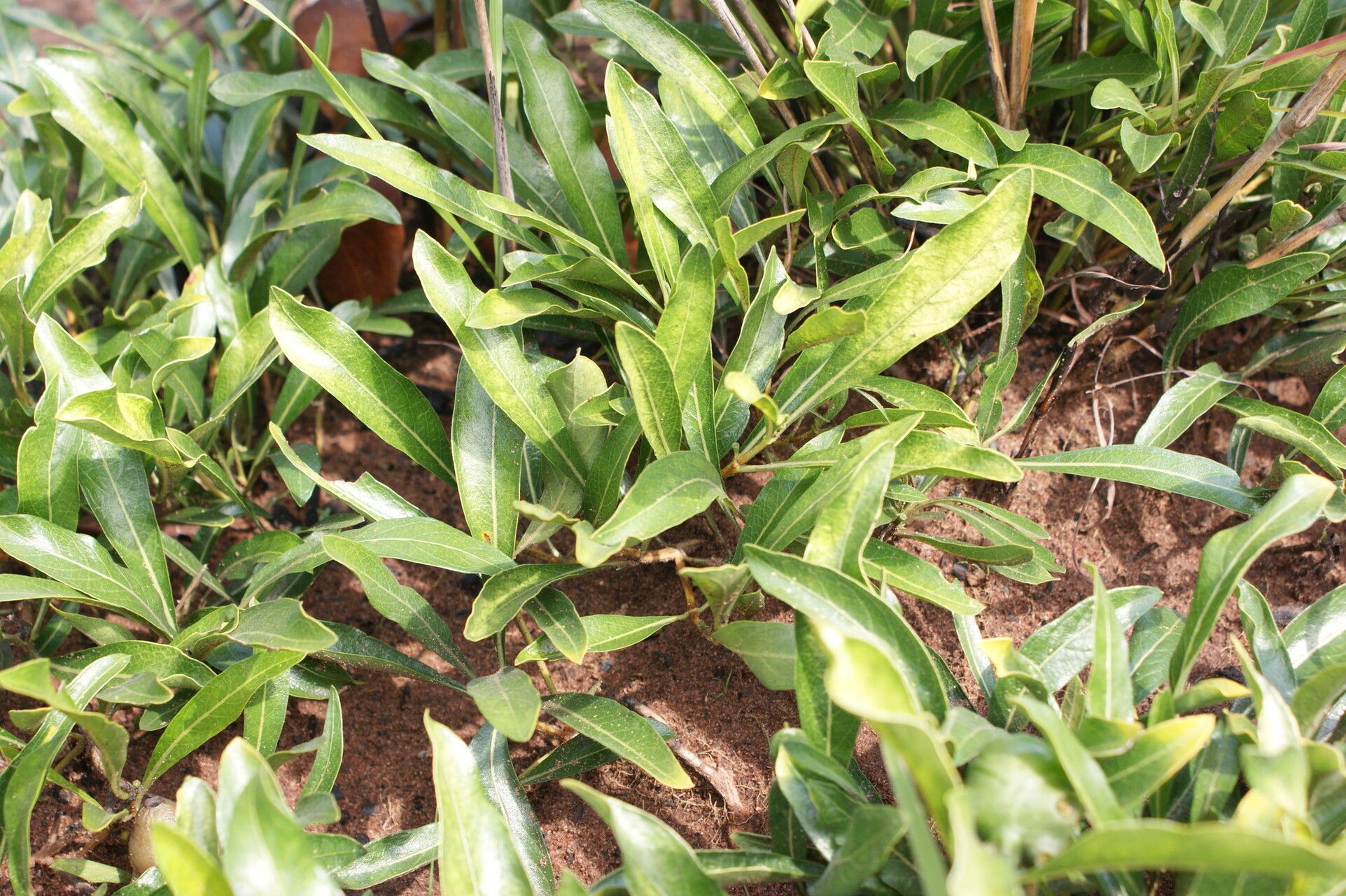 Morinda angolensis leaf