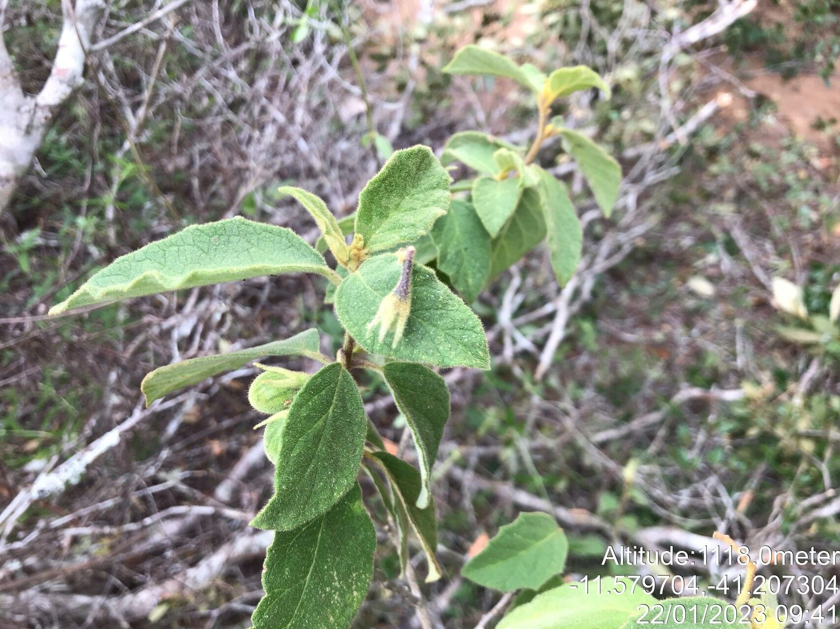 Solanum megalonyx leaf