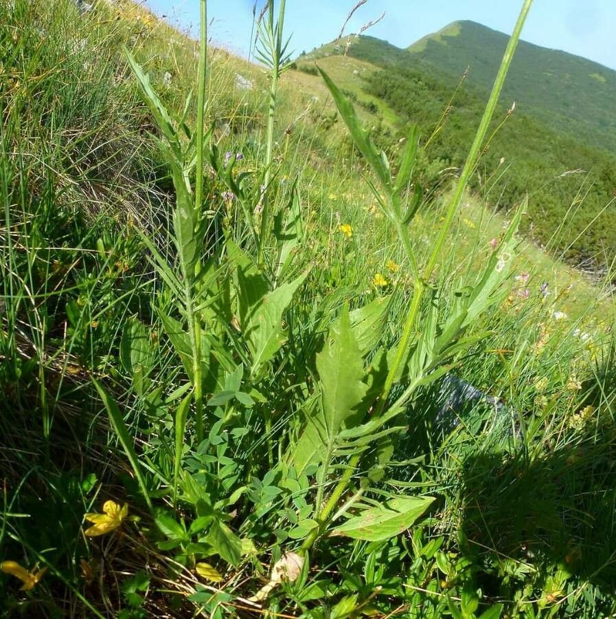 Centaurea kotschyana — houseplant care guide