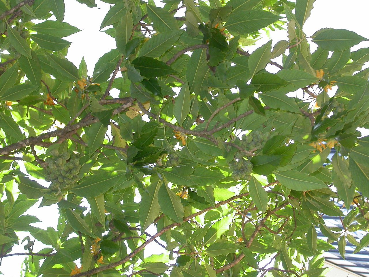 Magnolia champaca leaf