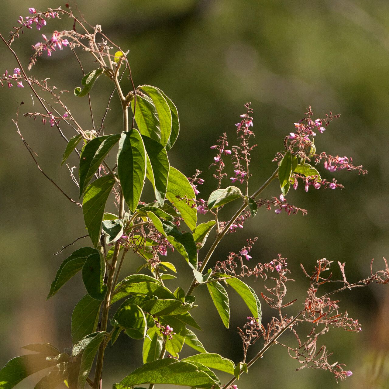 Pleurolobus salicifolius — related species from the same genus