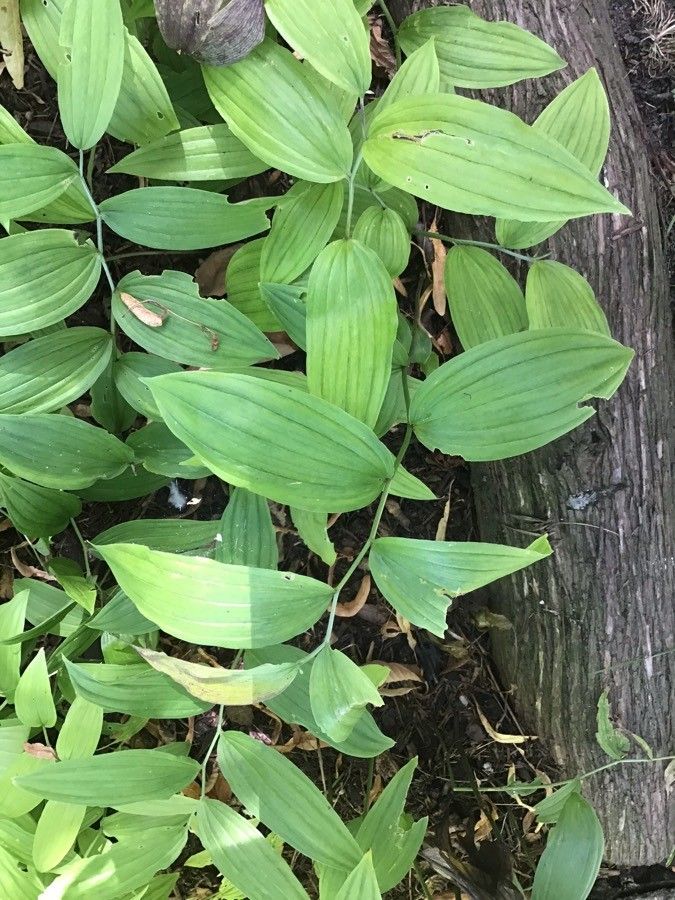 Disporum sessile leaf
