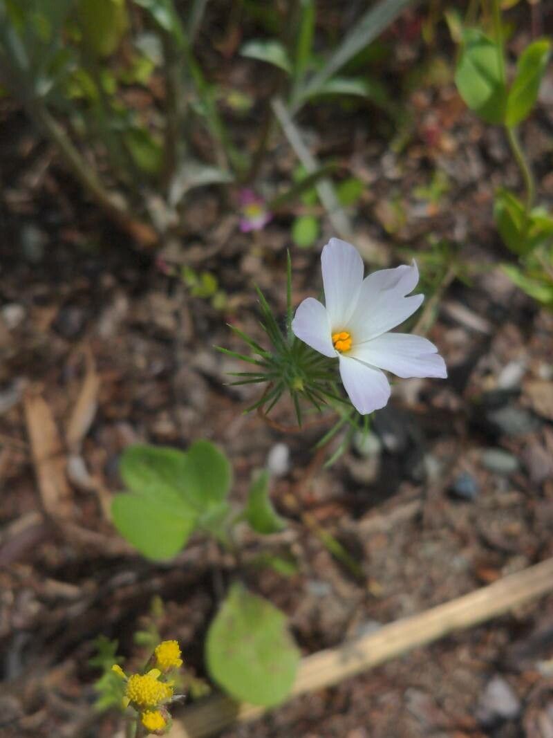 Leptosiphon grandiflorus flower