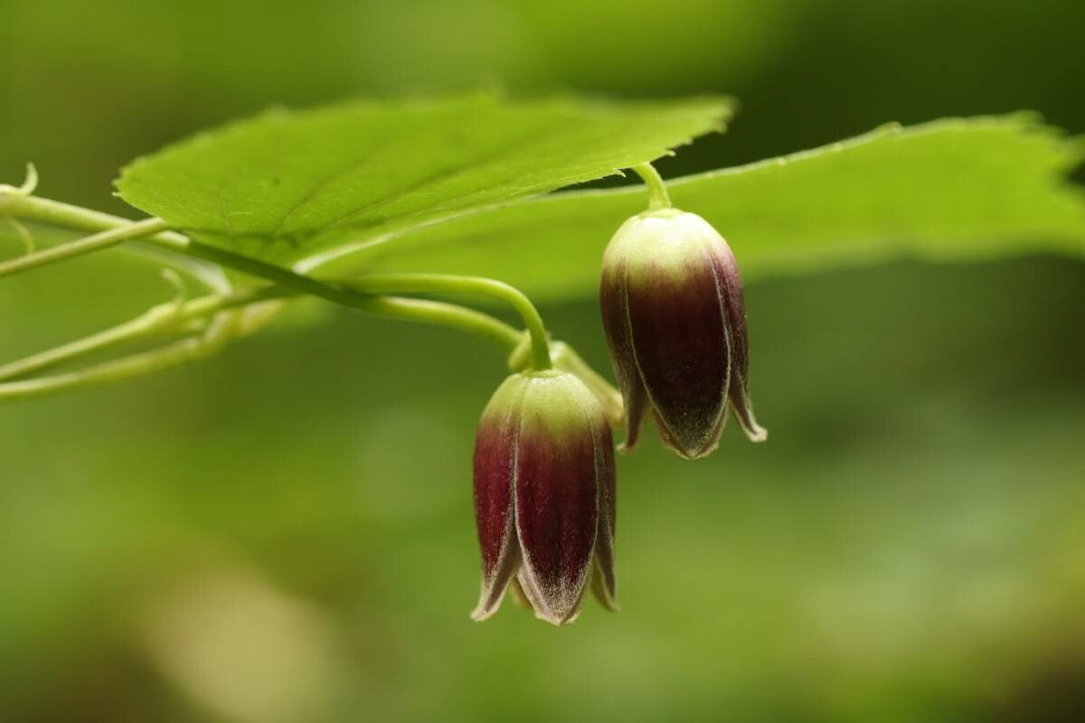 Clematis japonica — large blooms houseplant