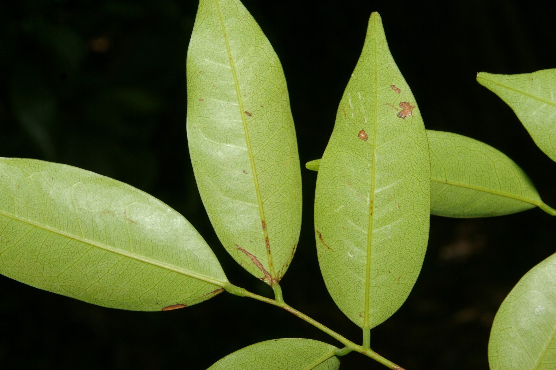 Rourea glabra leaf