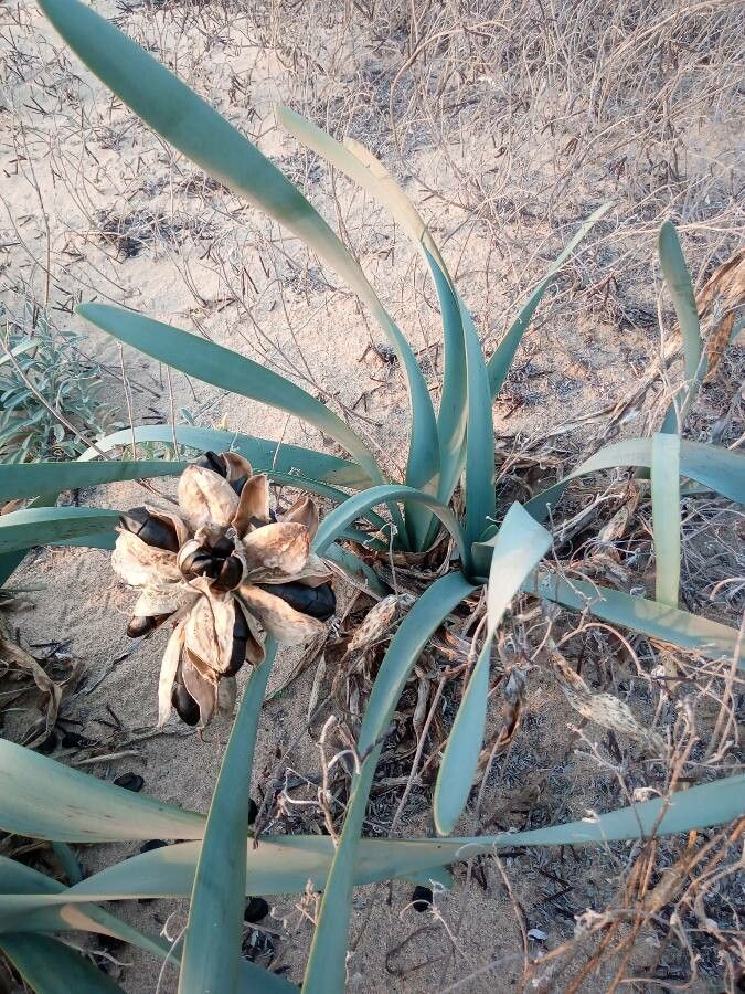 Pancratium maritimum leaf