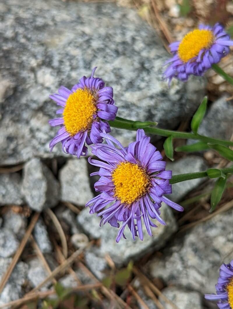 Aster flaccidus flower
