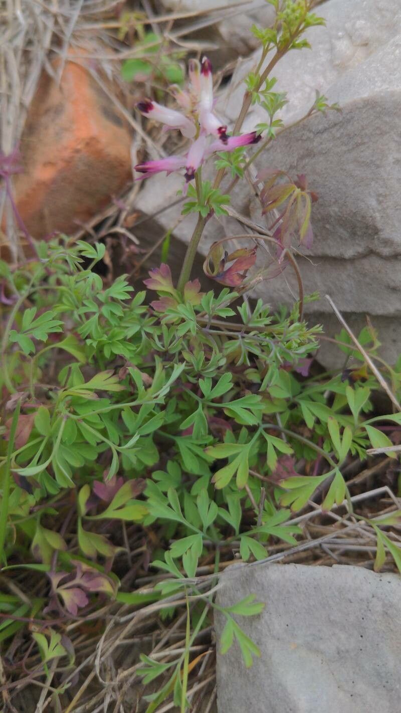 Fumaria munbyi — search result for 'Fumaria'