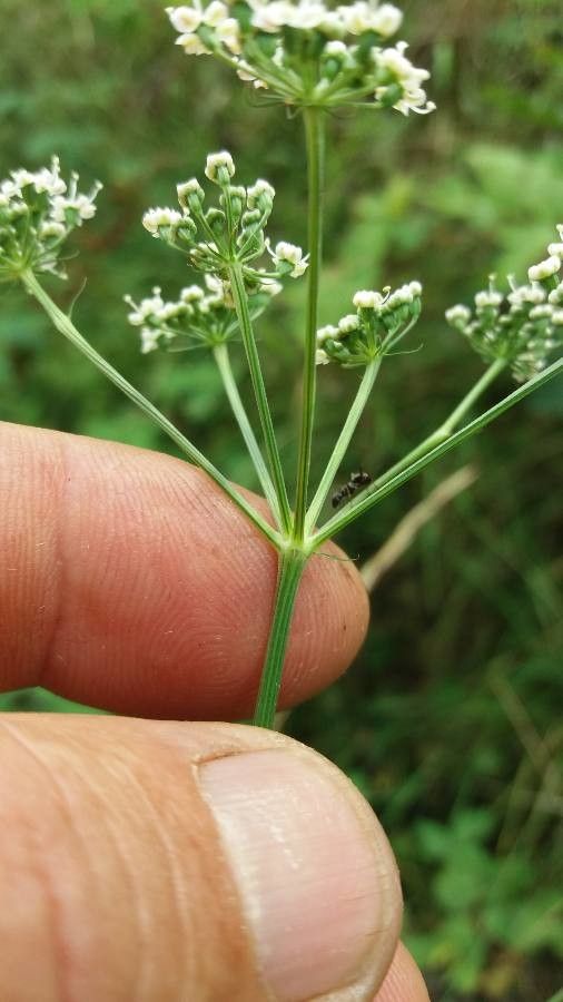 Peucedanum gallicum flower