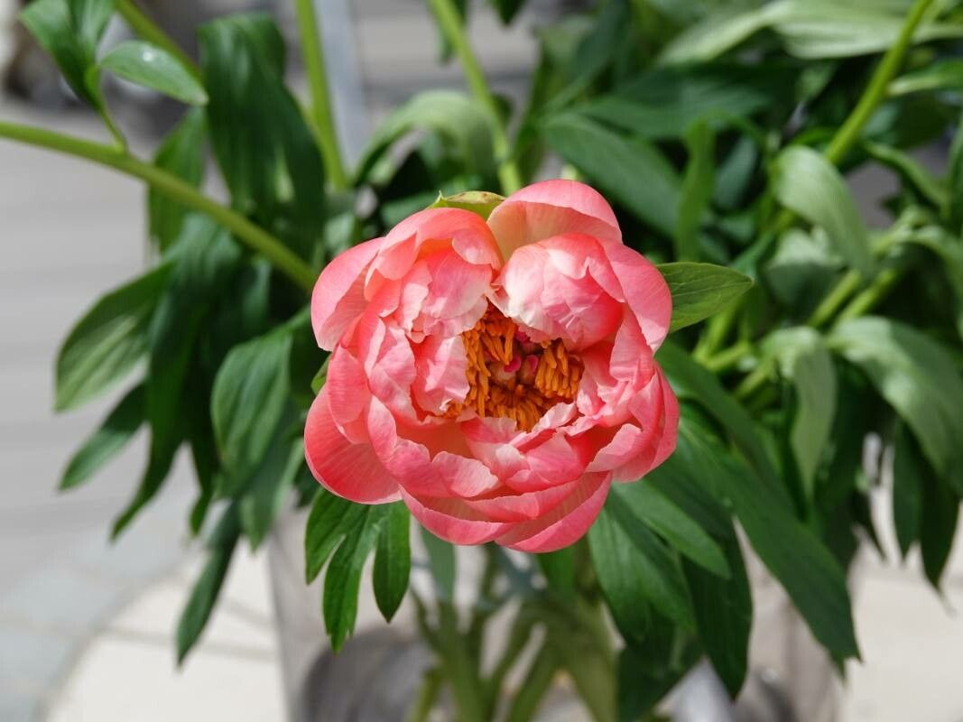 Paeonia peregrina leaf