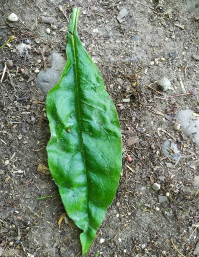 Cynoglossum virginianum leaf