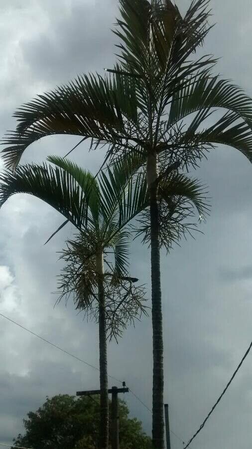 Basselinia velutina — houseplant care guide