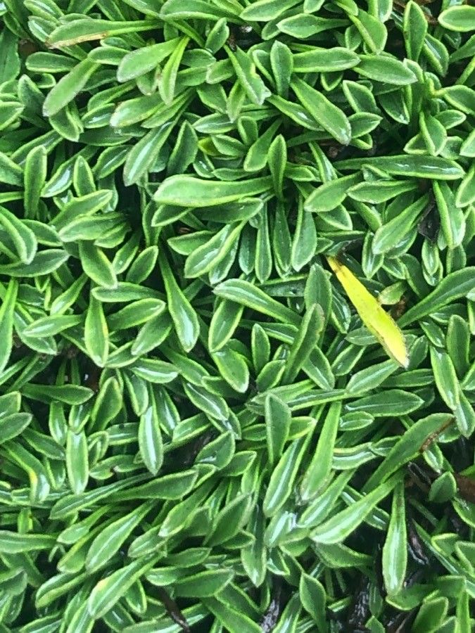 Globularia repens leaf