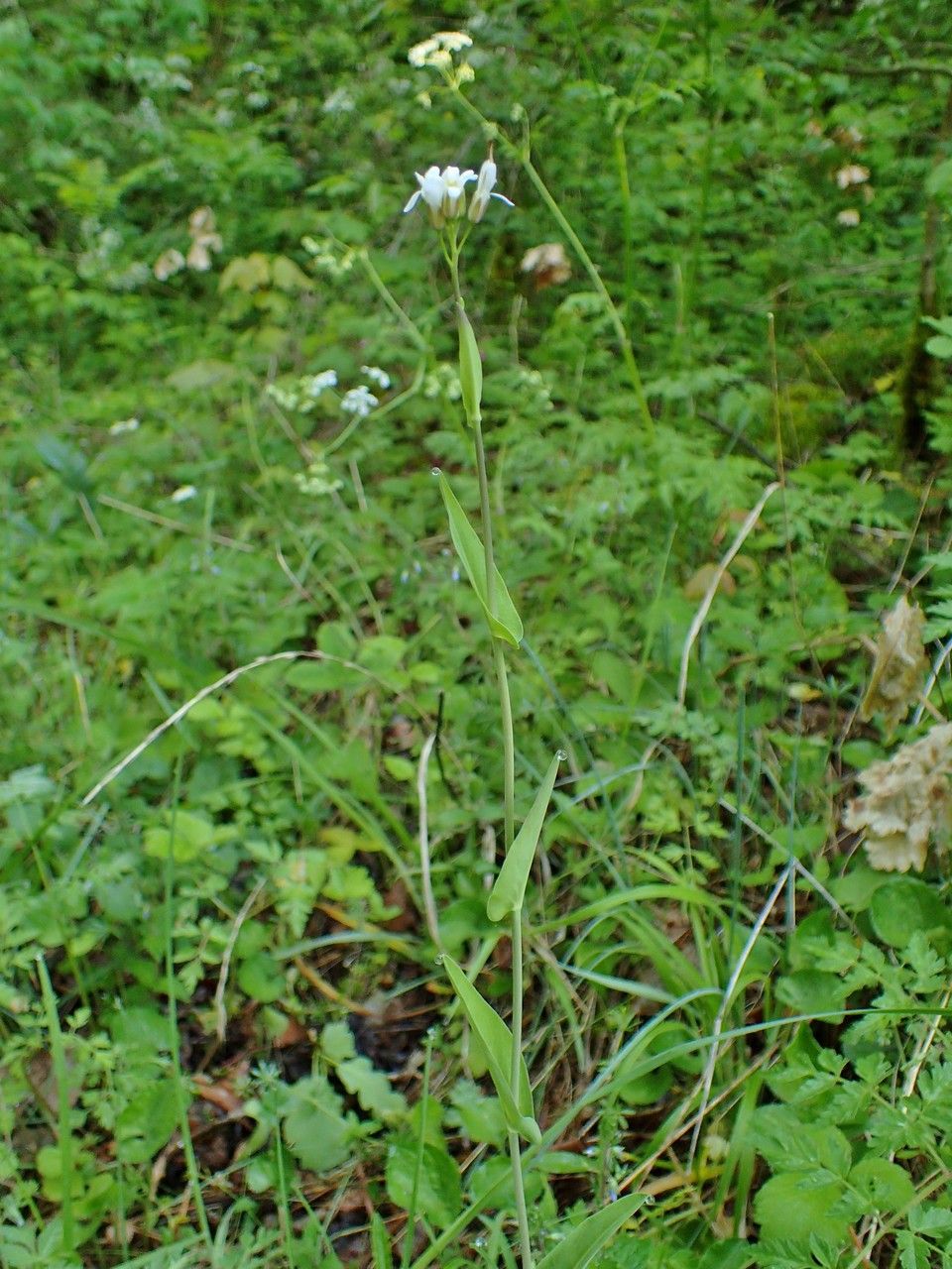 Turritis brassica habit