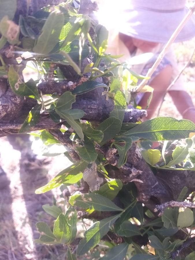 Vepris glomerata leaf